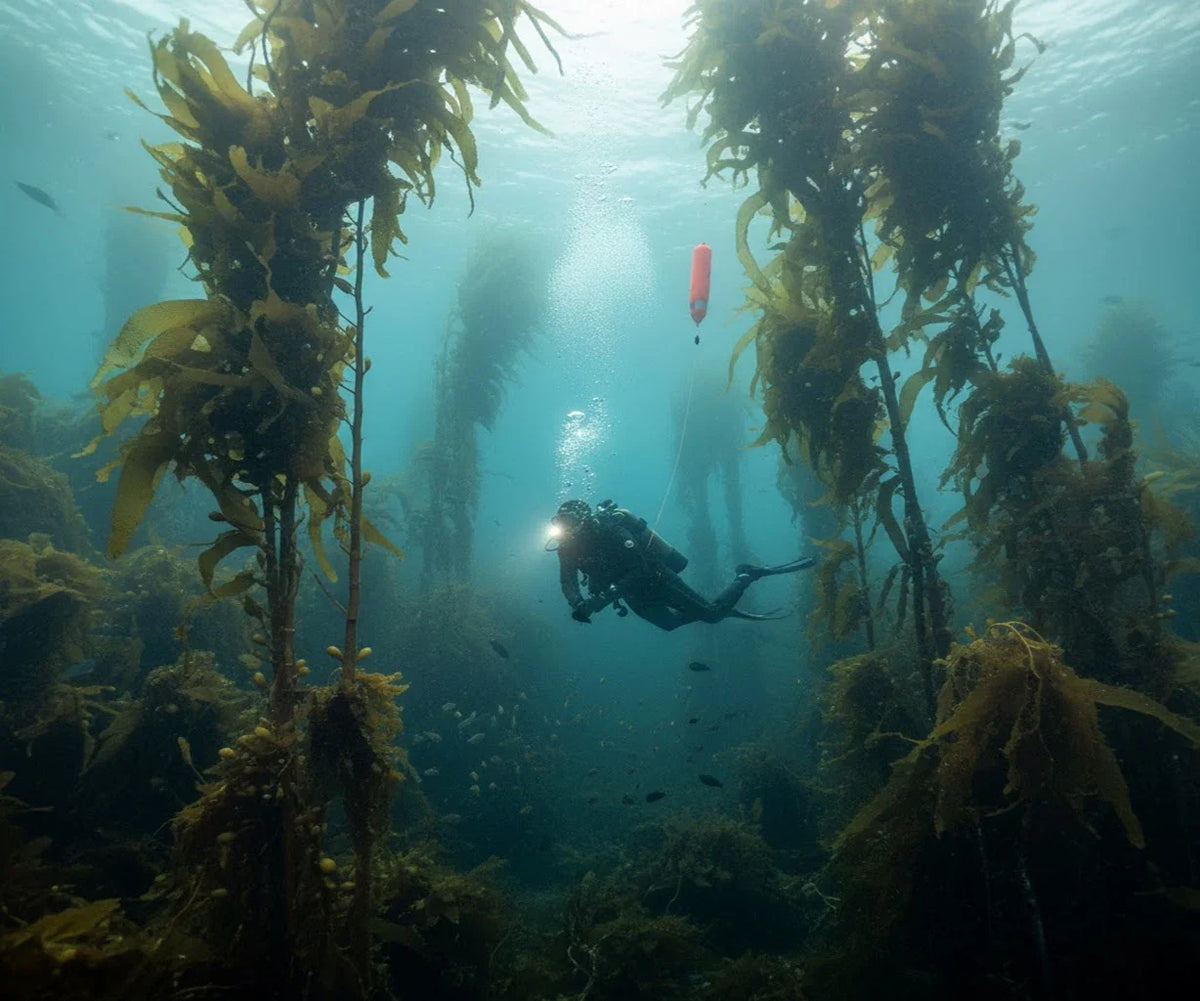 Buceo en Chile: cómo practicarlo de forma correcta y segura en uno de los mares más impresionantes del mundo