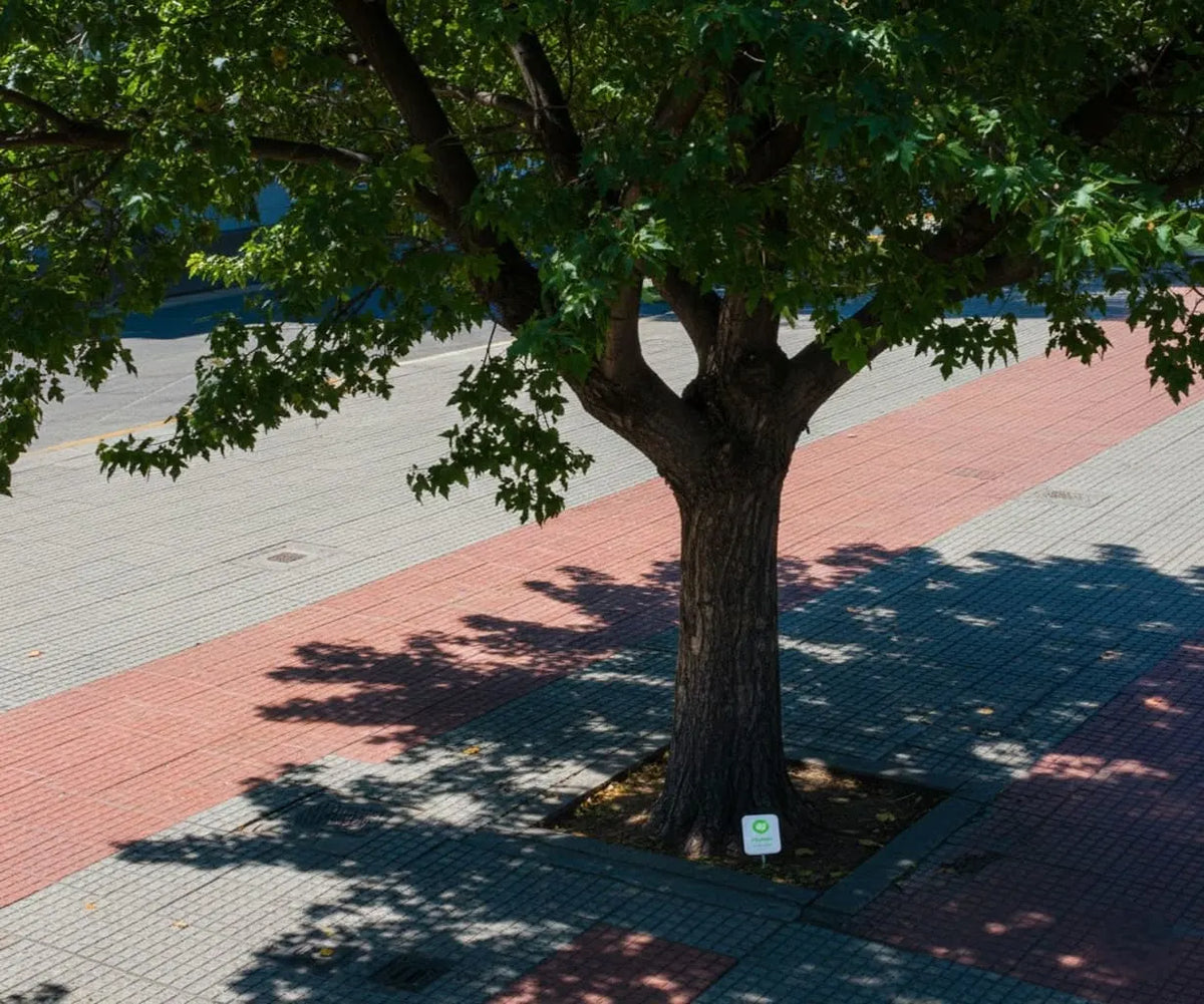 Cómo el árbol urbano está salvando Santiago del calor extremo y qué podemos hacer para protegerlo