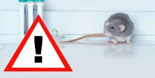 Cómo evitar la llegada de roedores a tu hogar: prevención, detección y control