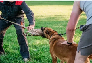 Cómo los perros pueden ser una ayuda en la seguridad personal y doméstica