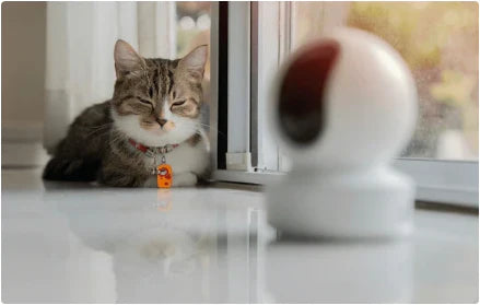 ¿Cuántas cámaras de seguridad necesitas para vigilar bien a tu mascota? Guía completa