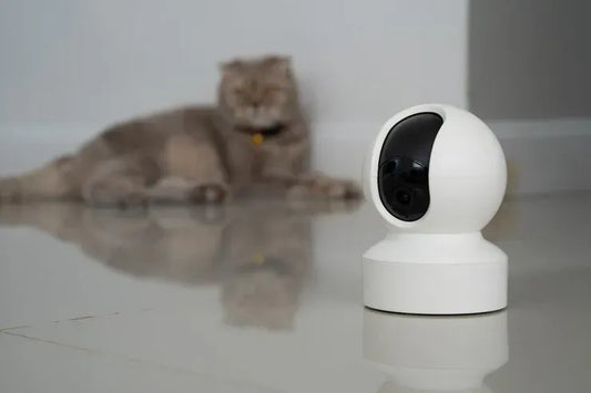 Cómo cuidar a tu gato con una cámara de seguridad