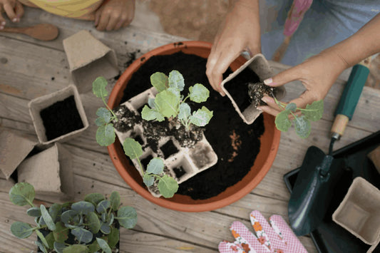 Cómo tener una huerta en casa: Una guía completa