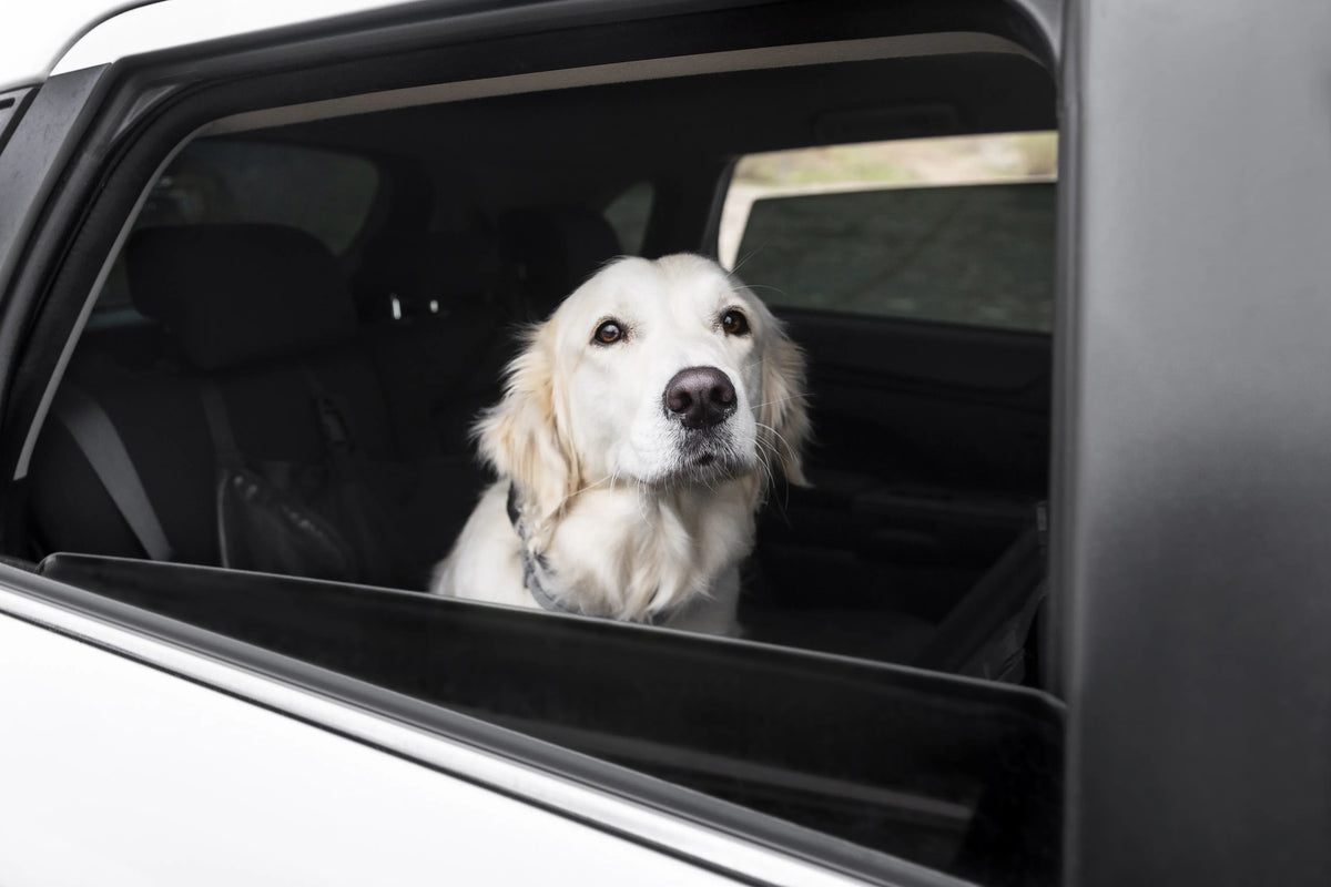 ¿Cómo transportar de forma segura a tus mascotas en automóvil?