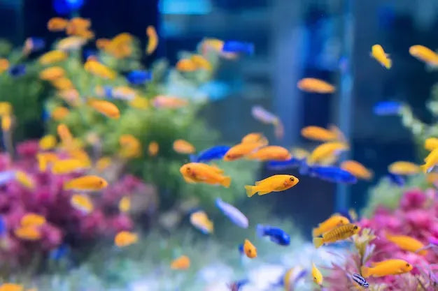 Cómo cuidar a tus peces con una cámara de seguridad