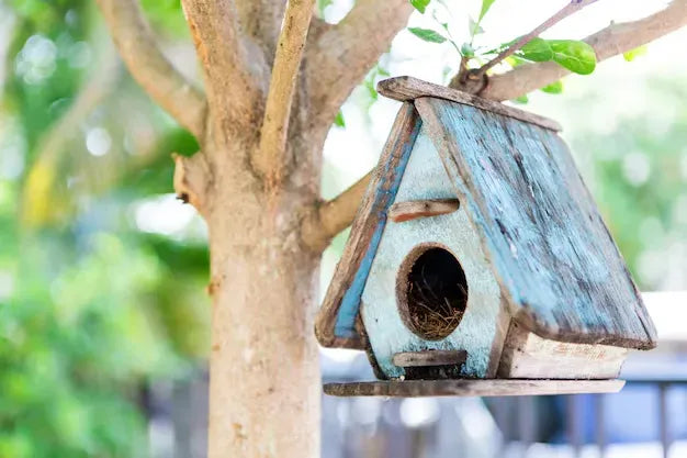 Cómo cuidar a tu pájaro cuando no estás en casa