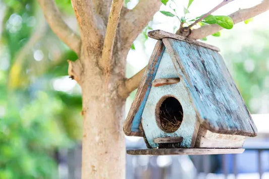 Cómo cuidar a tu pájaro cuando no estás en casa