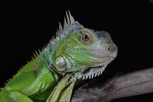 Cómo cuidar a tu reptil cuando no estás en casa