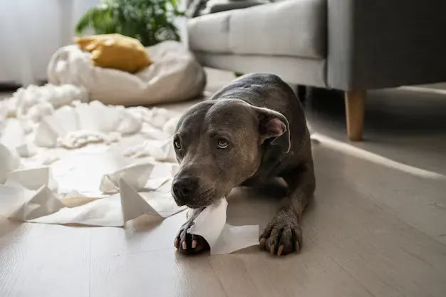 ¿Tu mascota se porta mal cuando no estás?