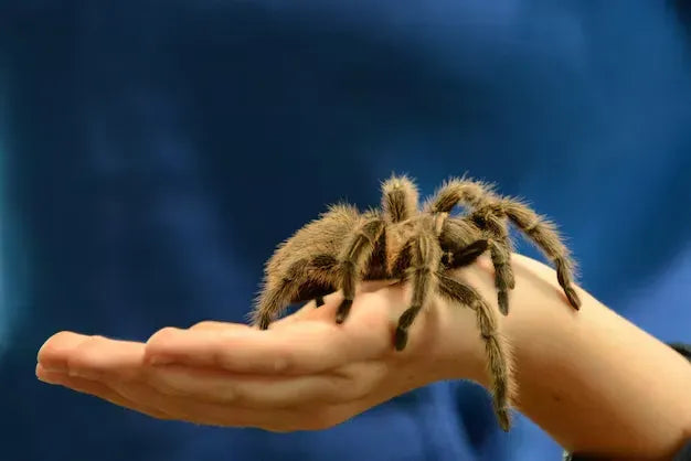 Cómo cuidar a tu araña con una cámara de seguridad