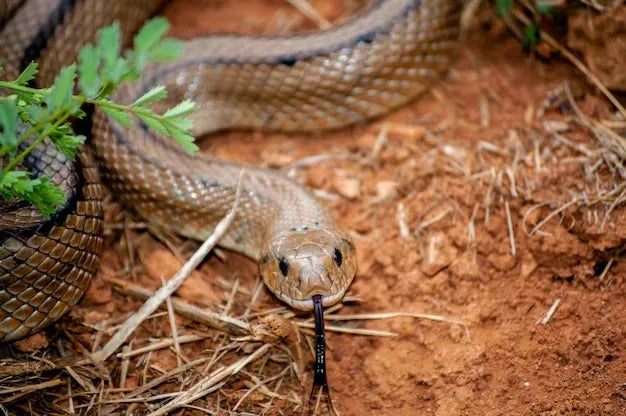 Cómo cuidar a tu serpiente con una cámara de seguridad