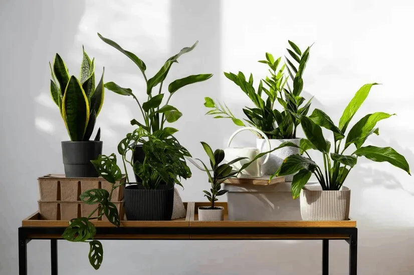 8 plantas de interior fáciles de cuidar